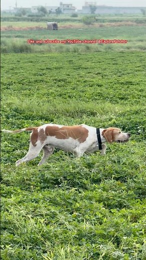 “Quail Hunting with English Pointers | Bird Dog Action!” ‪@ExplorePotohar‬