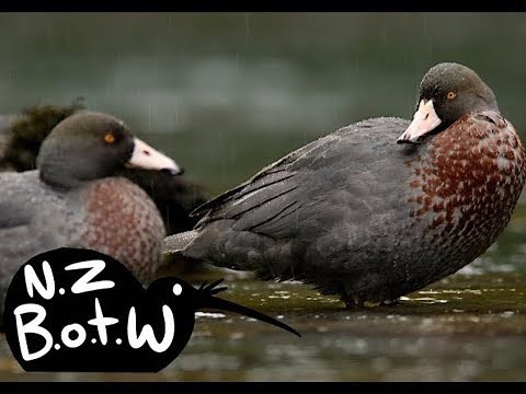 Blue duck - New Zealand Bird of the Week