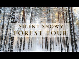 Silent Snowy Forest Walk – Switzerland Winter Wonderland (No Talking, 4K)