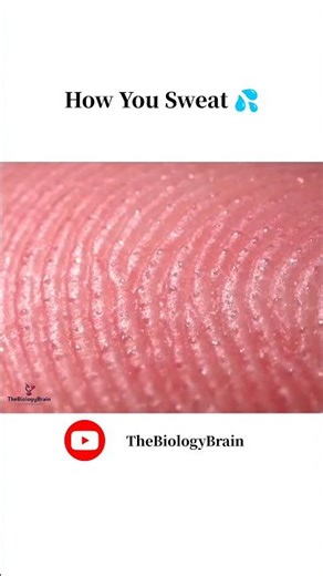 How Sweat Is Produced. Inside Your Skin #sweat #dermatology #skincare #shorts
