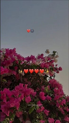 صدقيني انا عايز اعمل اي حاجه عشان ارضيكي #تصميمي #foryou #حالات_واتس #بتاعedit