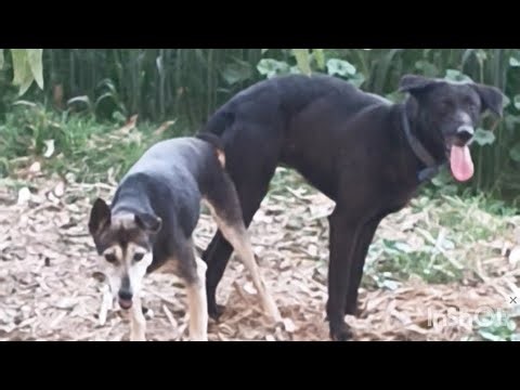 Black Dog Mating Masti Video #dog #cat #animals #cute #nature #funny