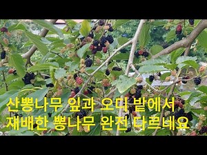 #산뽕나무#재배뽕나무 오디 맛도 조금 다르며 약재로 사용할때 산 뽕나무가 좋습니다#뽕나무비교