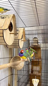 3.9K reactions · 90 shares | Gouldian finches inside a mini colony cage setup. This type of cage allows controlled interaction while maintaining comfort and safety. A practical system for monitoring behavior and supporting early breeding stages. #GouldianFinch #minicolonycage #birdbreeding #birdsetup #exoticbirds #birdkeeping #fblifestyle @semuaorang | Indra Prihantoro | Facebook