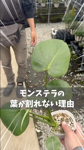 Why Monstera leaves don't split [Houseplant]