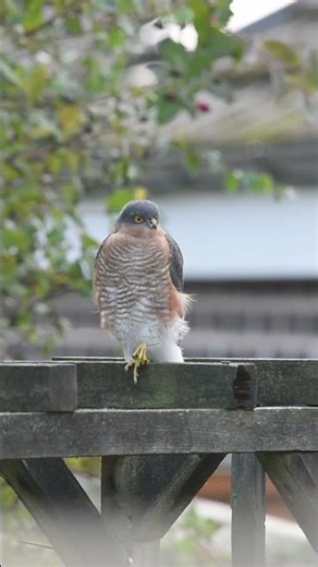 Male Sparrowhawk #sparrowhawk #hawk #nature #bird #garden #youtubeshorts #shortvideo #shorts #short