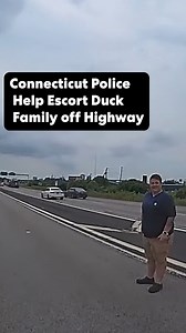 Connecticut police officers, a DMV officer and Hartford animal control all pitched in to assist a family of ducks that got stuck on a highway on Monday, July 22. The mother duck and her chicks, prompted multiple 911 calls from drivers on Interstate 91 near exit 33, state police said in a statement on Thursday. This bodycam footage released by Connecticut State Police shows troopers moving the feathered family off the roadway and clearing the scene for traffic to continue on. “The ducks came back
