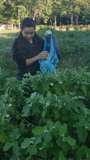 Hello abih bang bing gop | Y Hiram Mlo