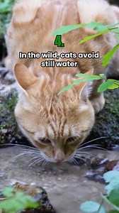 864K views · 10K reactions | Surprising Facts About Your Cat | KittySpout | Facebook