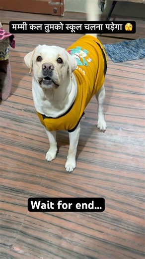 Le beta ab to gaya😬 #comedy #funny #memes #jokes #shorts #dog #labrador #youtubeshorts #dogvideos