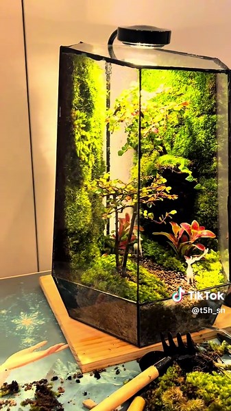 Hẻm Núi: Khám Phá Thế Giới Terrarium