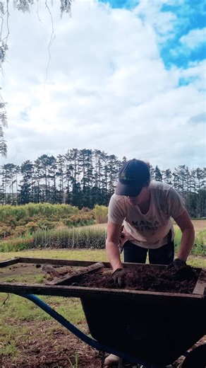 Harvesting compost. This has been sitting under a tarp for a good 6 months. I made this compost using the hot compost method. Hot compost is made in one go, by layering carbon materials (dead leaves, pine needles, cardboard, wood chip, vermicast etc) and nitrogen materials (seaweed, bokashi food scraps, chicken and horse manure, comfrey leaves, glass clippings, etc). While layering these you soak everything with water. Let your full bin sit for a few days, then start turning every second day. Yo