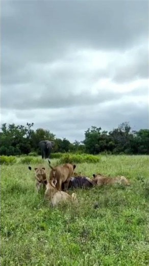 🦁 Elephant Scares Hungry Lions Away! | Incredible Amboseli Safari Moment 🐘 #shorts #viral #wildlife