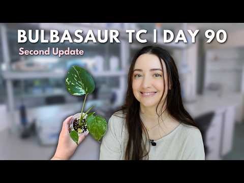 Growing Monstera Bulbasaur From Tissue Culture 🧪| Day 90 Update