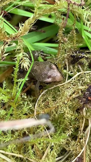 Exciting Tadpole Transformation Update! Discover Our First Froglets