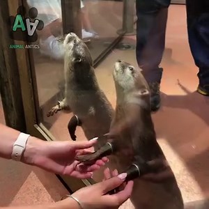 468K views · 6.3K reactions | Out of this world animal encounters! | Animal Antics | Facebook