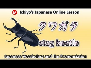 クワガタ (kuwagata) | stag beetle | Japanese Vocabulary and the Pronunciation