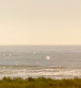 10K views · 437 reactions | Whales love the Cove as much as you do. | Visit Seaside, Oregon | Facebook