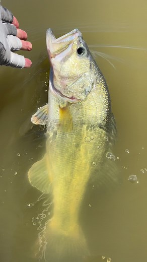 Show off! 😏 #largemouthbass #fishjump #reelemin #reelemin96 #showoff