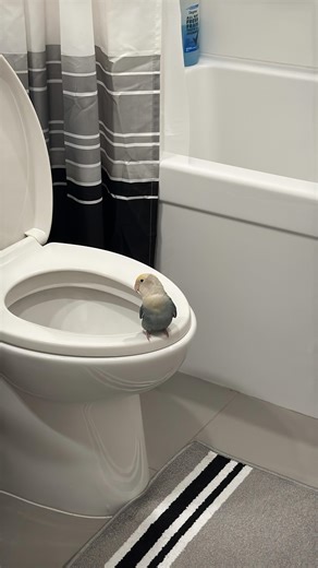 Tamia Overes on Instagram: "Welcome to our new series #princethebird #birdsofinstagram #funnyanimals #funnypets #tiktokers"