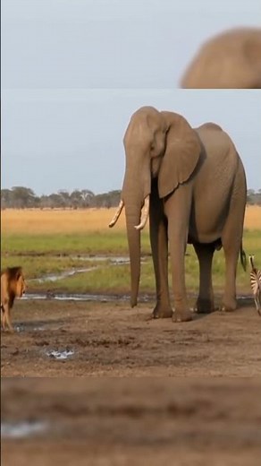 Zebra Foal Runs To Elephant For Rescue From Lion Attack