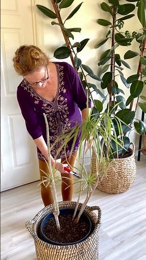 Pruning A Dracaena Marginata (Dragon Tree) #shorts #indoorplants #houseplants