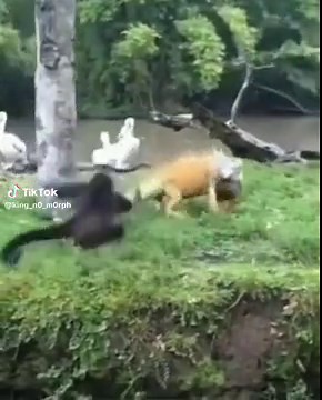 Monkey gets slapped by iguana #meme #memes #fyp #monkey #iguana #grass