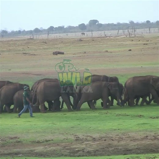 Elephants Bath Time in the Wild | Viral Wildlife Short | Baby elephants | Wildlife #elephant #wild