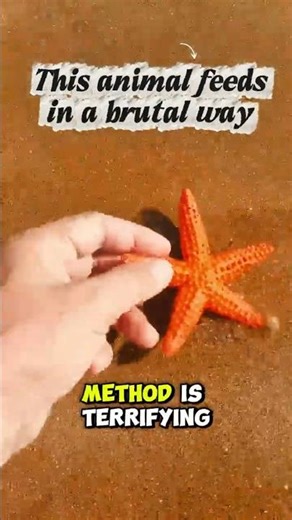 🔴Don’t be fooled by the STARFISH, or you’ll be shocked
