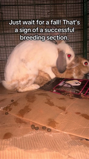 Healthy Rabbit Farming Tips for Successful Breeding