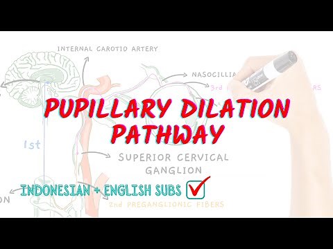 Pupillary dilation pathway | Neuroaholics