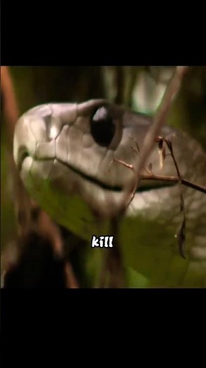 Black Mamba vs Mongoose… The Snake Never Stood a Chance 😳