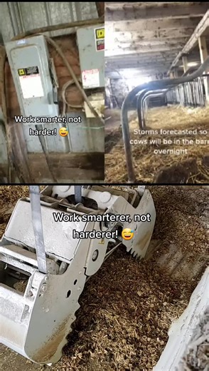 IowaDairyFarmer on TikTok