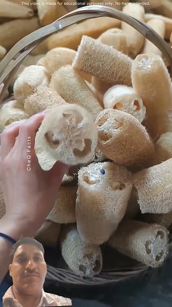 Dried sponge gourd turns into a natural loofah used as an eco-friendly scrubber. #viralvideo #shorts