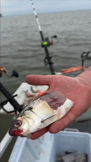 70K views · 435 reactions | Tips and tricks on the water with @Wolfe’s Guide Service LLC (Wolfe) #catchthefever #ctfnation #nextlevel #premiumgear #angler #fishermen #fishing #tipsandtricks Jason Wolfe | Catch The Fever | Facebook