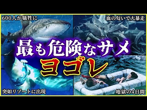 [Slow Explanation] The World's Most Dangerous Shark, the Whitetip Shark / The Most Tragic Shark I...
