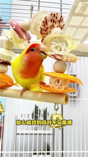 DIY Bird Toy Using Fruits 🍊 | Parrot Cage Enrichment Toy 🦜Easy Homemade Bird Toys for Parrots &