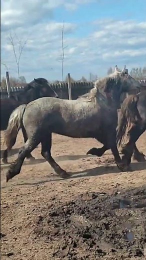 Beautiful Stallion Meets Aza 🐎 | Romantic Farm Horse Moments
