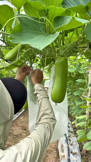 squash farming techniques #farming #smartfarming #smartwork #shortvideo