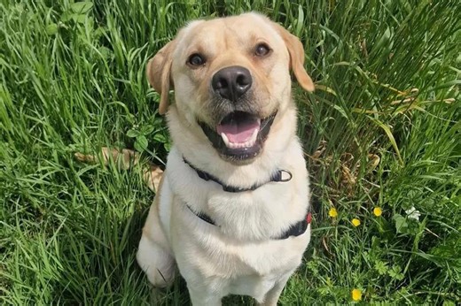 Dogs Trust: 11 loving pups seeking homes in Sussex