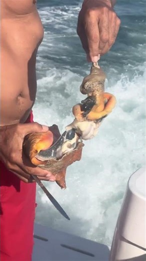 Conch Hunting and preparing marinated conch #hunting