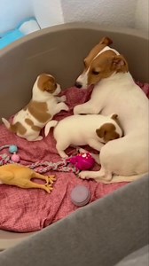 844K views · 10K reactions | Cute puppies lovely mom殺殺. . . . #puppies #puppy #puppylove | Pets Paradise | Facebook