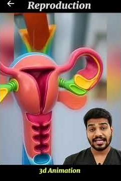 Female Reproductive System Explained | Inside the Human Body (3D Medical Animation) #educationalvide