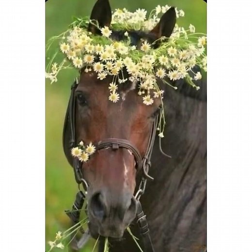 Animal planet: Horse../22.05.22