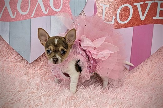 Angelina - Chihuahua Puppy 0C7C83
