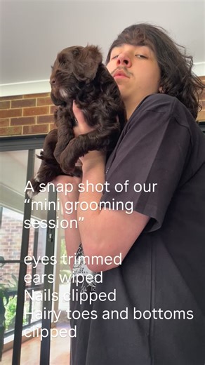 Willow Lane Labradoodles on Instagram: "Getting puppies used to being handled and groomed is very important. Here is a short snapshot of what we do each week. #willow_lane_labradoodles #labradoodlesofmelbourne #labradoodlesoftheala #puppies"