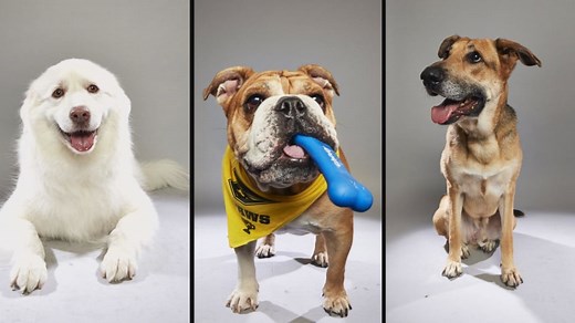 Senior pups compete in special ‘Dog Bowl’