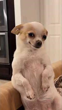 Cutest Dogs You'll See Today | Adorable Puppies, Sweet Dog Moments & Heartwarming Pet Compilation
