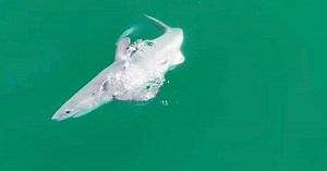 Vidéo. Un bébé requin blanc capturé en images pour la première fois !