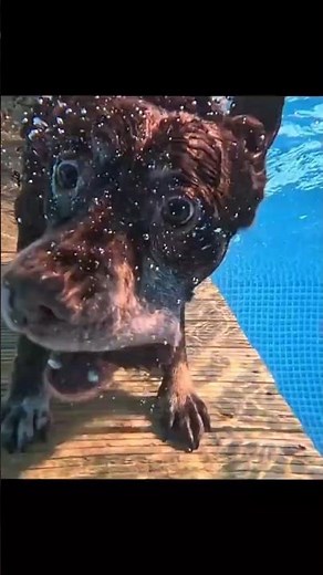 Labrador Retriever Being the Funniest Dog Ever 😂🐶 | Funny Lab Moments